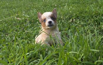 James -  Australian Cattle Dog Blue Heeler Dog for Sale in Tazewell, Tennessee - James | PetCurious