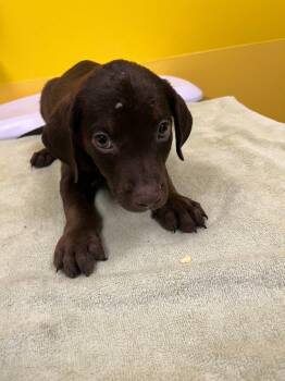 Muffin Man -  Mixed Breed Dog for Adoption in Raleigh, North Carolina - Muffin Man | PetCurious