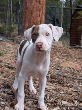 Chihuahua and Pit Bull Terrier Dogs Available for Adoption in Denver, Colorado - Papi | PetCurious