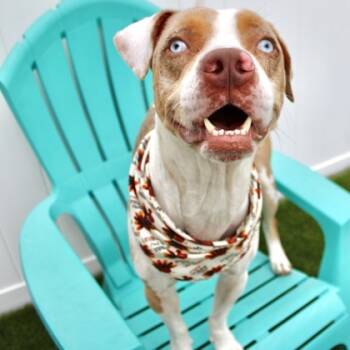 Rescue Mixed Breed Dogs for Adoption in Largo, Florida - Chevy | PetCurious