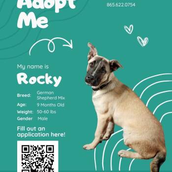 Rocky -  American Staffordshire Terrier and German Shepherd Dog Dog for Adoption in Maryville, Tennessee - Rocky | PetCurious