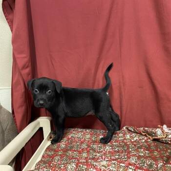 FRIEND BEAR -  Staffordshire Bull Terrier Dog for Adoption in Modesto, California - FRIEND BEAR | PetCurious