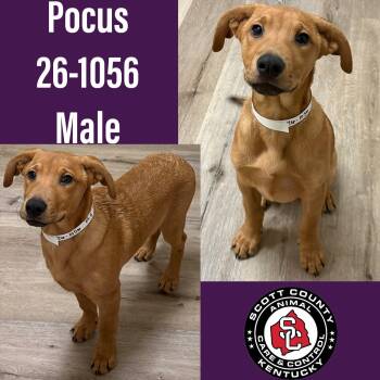 Pocus -  Hound Dog for Adoption in Georgetown, Kentucky - Pocus | PetCurious