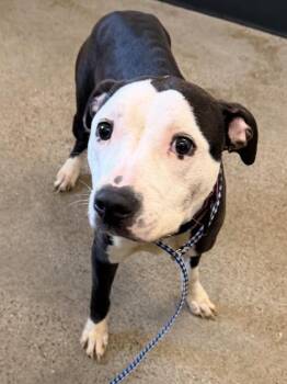 Pit Bull Terrier Dogs Available for Adoption - Bonnet | PetCurious