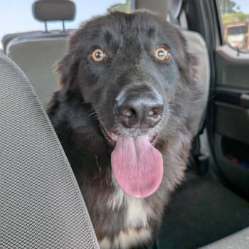 Brock -  Border Collie Dog for Adoption in Lynchburg, Virginia - Brock | PetCurious