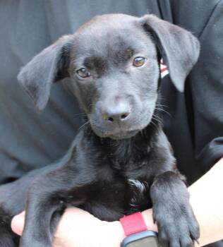 Labrador Retriever Dogs Available for Adoption in Prattville, Alabama - Koda 43467 | PetCurious