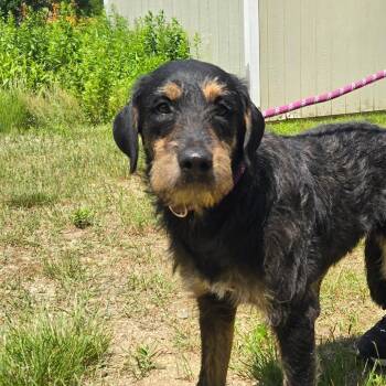CT Zoey -  Labrador Retriever and Schnauzer Dog for Adoption in Eastford, Connecticut - CT Zoey | PetCurious