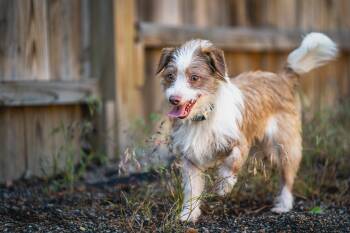 Laverne -  Chihuahua and Shetland Sheepdog Sheltie Dog for Adoption in Red Wing, Minnesota - Laverne | PetCurious