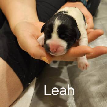 Selena Pup Leah -  Mixed Breed Dog for Adoption in Fairfax Station, Virginia - Selena Pup Leah | PetCurious
