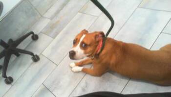 REYNA -  Pit Bull Terrier Dog for Adoption in Charlotte, North Carolina - REYNA | PetCurious