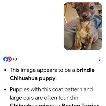 Oxienia "Oxi" -  Chihuahua and Mixed Breed Dog for Adoption in Fort Smith, Arkansas - Oxienia "Oxi" | PetCurious