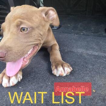 Annabelle -  Pit Bull Terrier and Mixed Breed Dog for Adoption in Livingston, Texas - Annabelle | PetCurious
