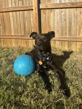 Rescue Black Labrador Retriever and Pit Bull Terrier Dogs for Adoption in Pflugerville, Texas - Moe | PetCurious