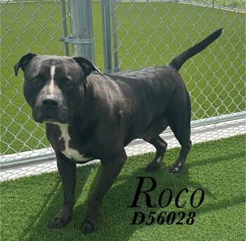 Roco -  Pit Bull Terrier Dog for Adoption in Clarksville, Tennessee - Roco | PetCurious
