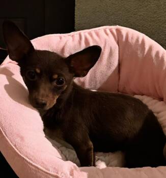 Rescue Miniature Pinscher and Chihuahua Dogs for Adoption in San Antonio, Texas - Tiva | PetCurious
