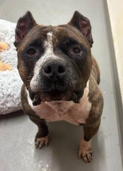 Rescue American Staffordshire Terrier Dogs for Adoption in Palmyra, Virginia - BIggie Smalls | PetCurious