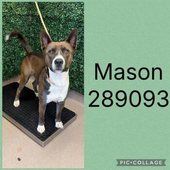 MASON -  Mixed Breed Dog for Adoption in Macon, Georgia - MASON | PetCurious