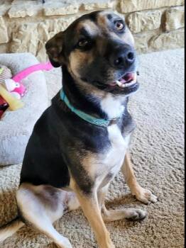 German Shepherd Dog Dogs Available for Adoption - Sissy | PetCurious