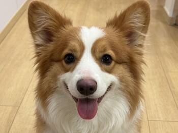 LuLu -  Corgi Dog for Adoption in City Of Industry, California - LuLu | PetCurious