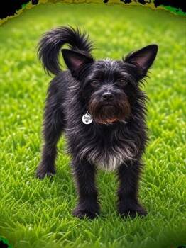ZENITH -  Cairn Terrier Dog for Adoption - ZENITH | PetCurious