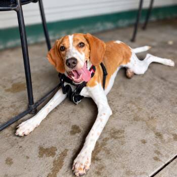 Darby -  Hound Dog for Adoption in Mobile, Alabama - Darby | PetCurious