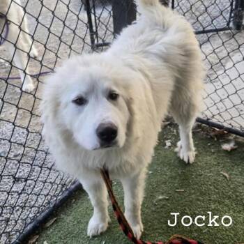 Great Pyrenees Dogs Available for Adoption - Jocko #7194 Spencer | PetCurious