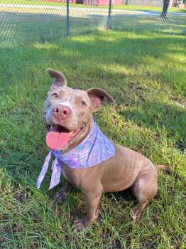 Solara -  Mixed Breed Dog for Adoption in Winnsboro, South Carolina - Solara | PetCurious