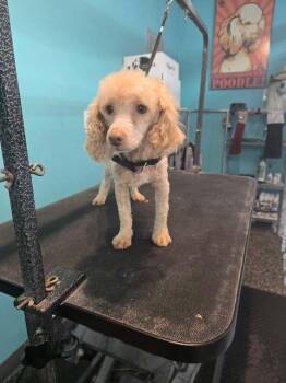 Poodle Dogs Available for Adoption in Clairton, Pennsylvania - NINO | PetCurious