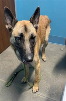 A661792 -  Belgian Shepherd Malinois Dog for Adoption in Houston, Texas - A661792 | PetCurious