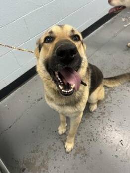 German Shepherd Dog and Husky Dogs Available for Adoption in Sacramento, California - Cooper | PetCurious