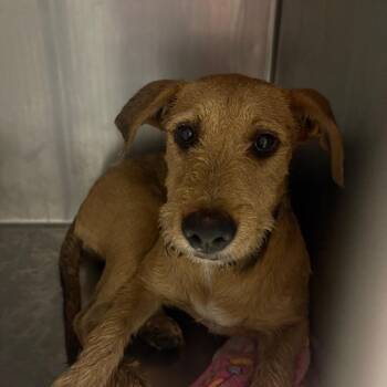 Flopsy -  Terrier and Mixed Breed Dog for Adoption in Yuma, Arizona - Flopsy | PetCurious