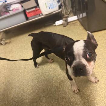 IVHS-Stray-142602 -  Boston Terrier Dog for Adoption in San Gabriel, California - IVHS-Stray-142602 | PetCurious