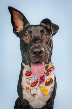 Maxwell -  Labrador Retriever and Border Collie Dog for Adoption in Columbia, Missouri - Maxwell | PetCurious
