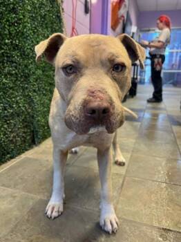 Pit Bull Terrier and Mixed Breed Dogs Available for Adoption - Fideo | PetCurious