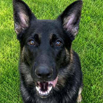 Romeo -  German Shepherd Dog Dog for Adoption in Centerville, Tennessee - Romeo | PetCurious