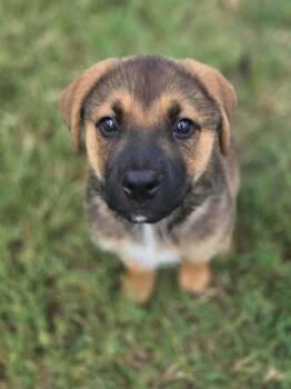 Eddie -  Shepherd and Terrier Dog for Adoption in Saugus, Massachusetts - Eddie | PetCurious