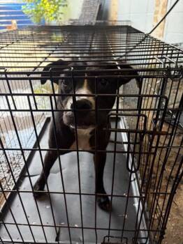 Huckleberry -  Pit Bull Terrier Dog for Adoption in Mobile, Alabama - Huckleberry | PetCurious