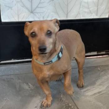 Blue John aka John John -  Dachshund and Chihuahua Dog for Adoption in Las Vegas, Nevada - Blue John Aka John John | PetCurious