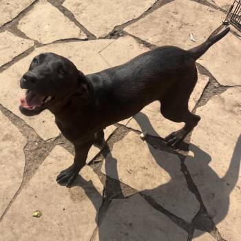 Jaycee -  Black Labrador Retriever Dog for Adoption in Fort Collins, Colorado - Jaycee | PetCurious