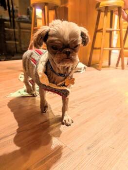 Brussels Griffon and Shih Tzu Dogs Available for Adoption - Pappie | PetCurious