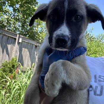 Oakley -  Golden Retriever and German Shepherd Dog Dog for Adoption in Bull Valley, Illinois - Oakley | PetCurious