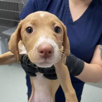 Kohls -  Coonhound and Mixed Breed Dog for Adoption in Abilene, Texas - Kohls | PetCurious