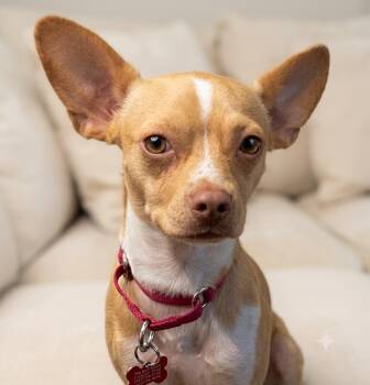 Yoda -  Chihuahua Dog for Adoption - Yoda | PetCurious