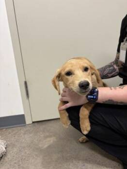 26-502 -  Labrador Retriever and Mixed Breed Dog for Adoption in Barnesville, Georgia - 26-502 | PetCurious