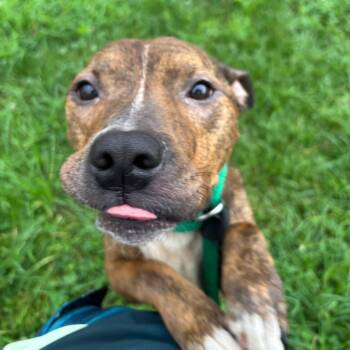 Coyn -  Mixed Breed Dog for Adoption in Philadelphia, Pennsylvania - Coyn | PetCurious