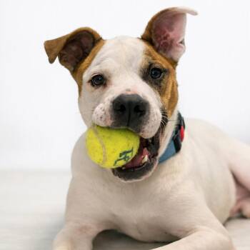 Jace -  Bulldog Dog for Adoption in Zuni, Virginia - Jace | PetCurious