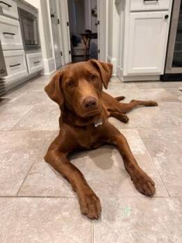 Labrador Retriever and Mixed Breed Dogs Available for Adoption in New Orleans, Louisiana - Beetlejuice | PetCurious