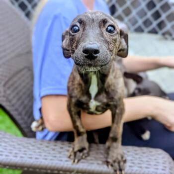 Spoke -  Mixed Breed Dog for Adoption in Savannah, Georgia - Spoke | PetCurious