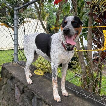 Famous Dogs NK Litter: Bolt -  Australian Cattle Dog Blue Heeler and Mixed Breed Dog for Adoption in Keaau, Hawaii - Famous Dogs NK Litter: Bolt | PetCurious