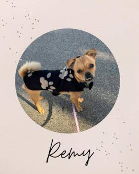 Rescue Chihuahua Dogs for Adoption in Coquitlam, British Columbia - REMY | PetCurious
